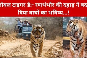 Global Tiger Day